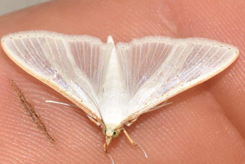 Palpita vitrealis - hófehér tűzmoly