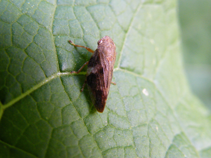 Aphrophora alni