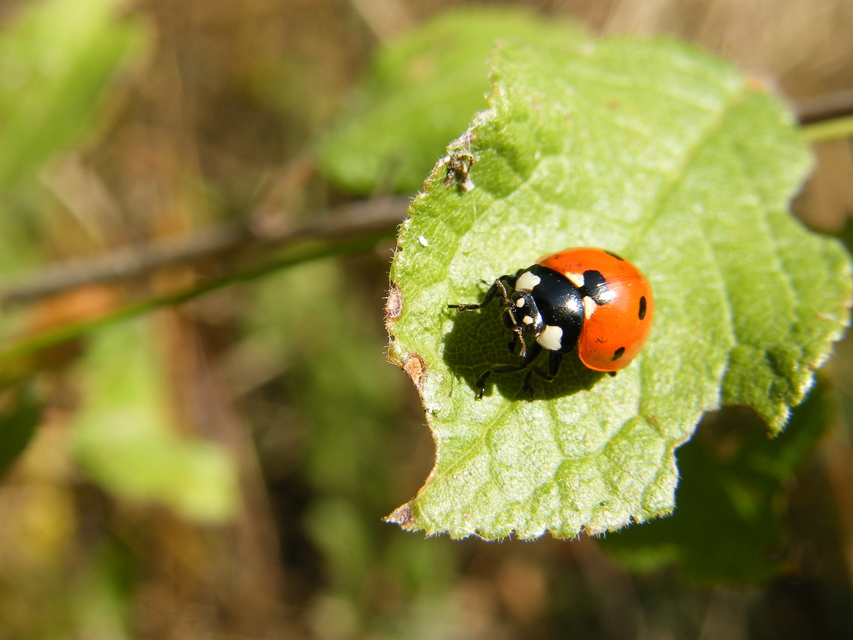 Coccinella septempunctata - hétpettyes katica