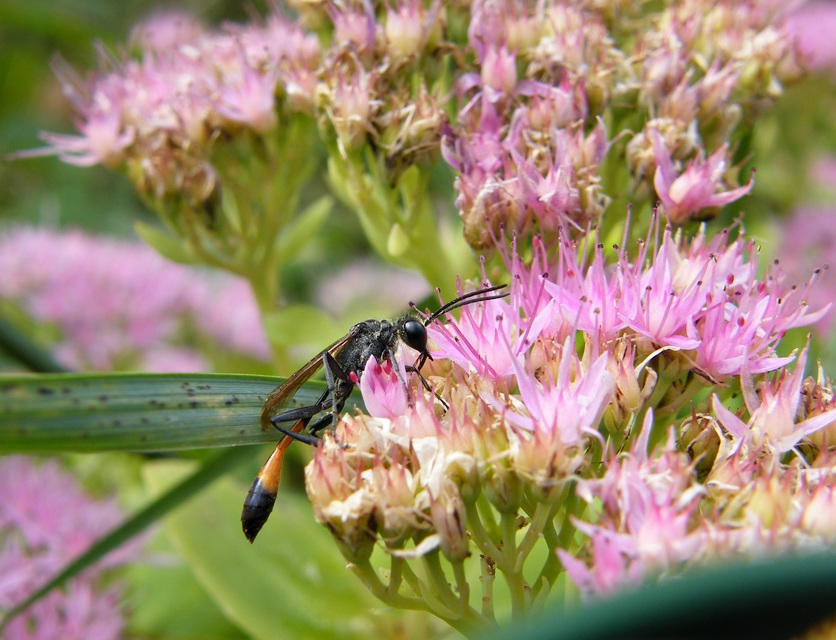 Ammophila