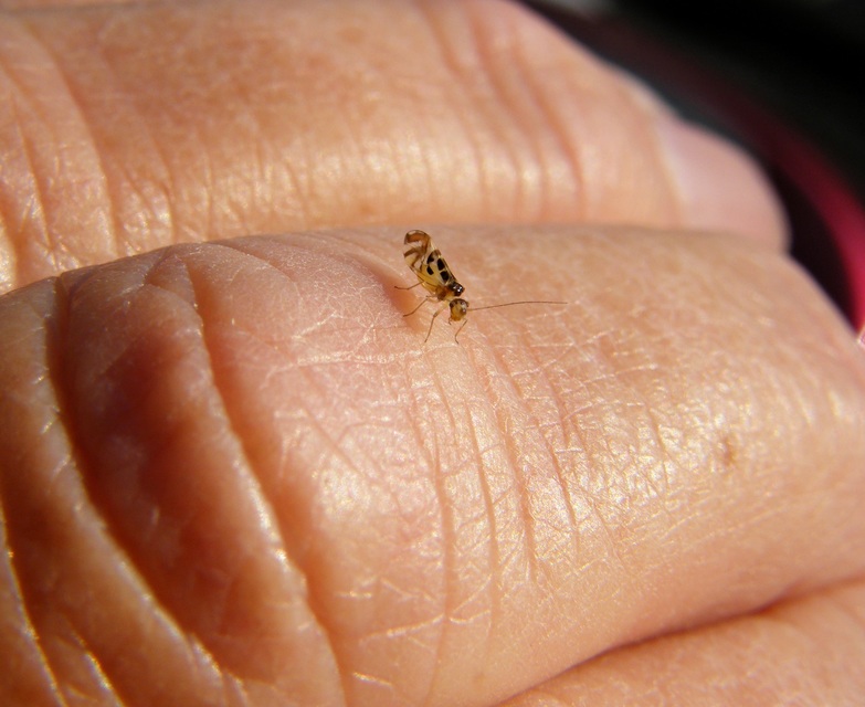 Graphopsocus cruciatus