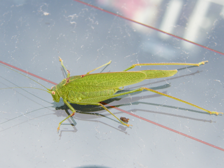 Phaneroptera nana - pontozott repülőszöcske