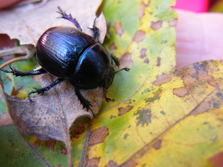Anoplotrupes stercorosus - erdei álganéjtúró