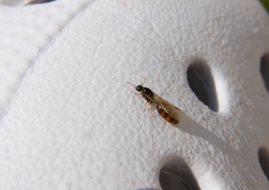 Solenopsis fugax - tolvajhangya