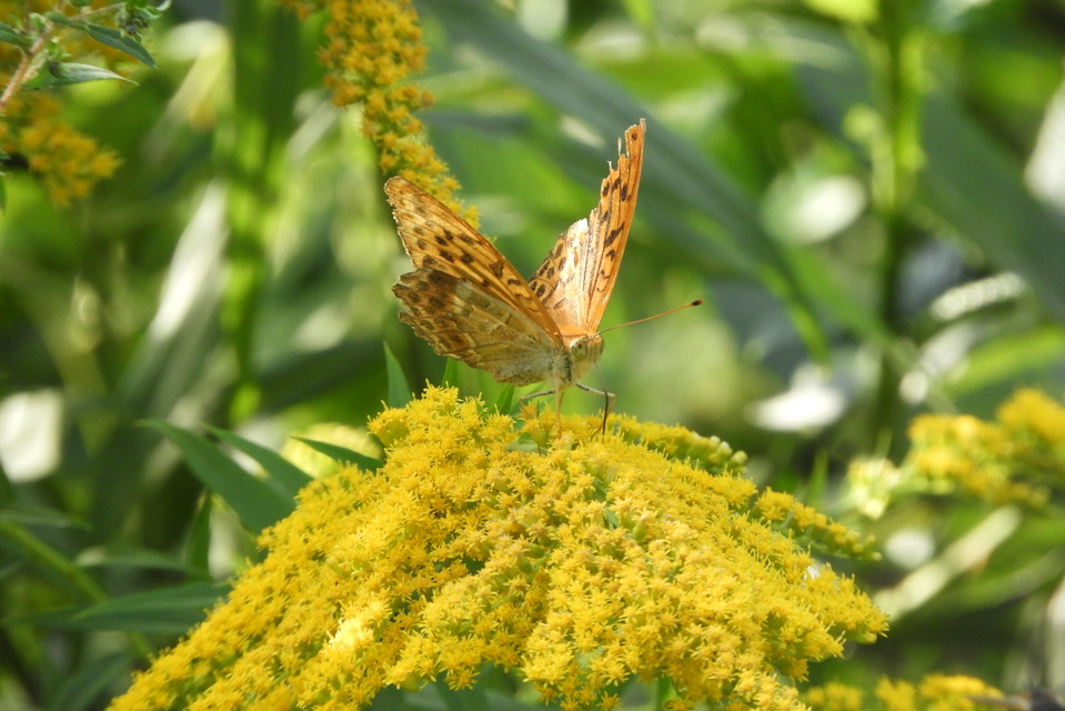 Argynnis paphia - nagy gyöngyházlepke