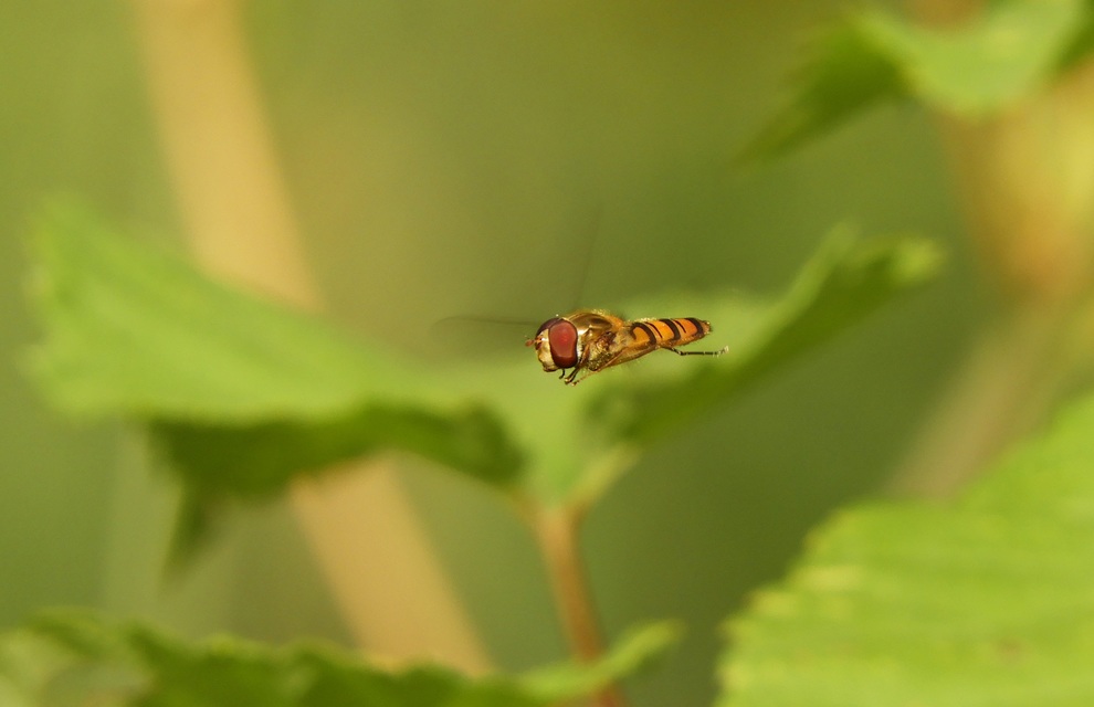 Episyrphus balteatus - ékfoltos zengőlégy