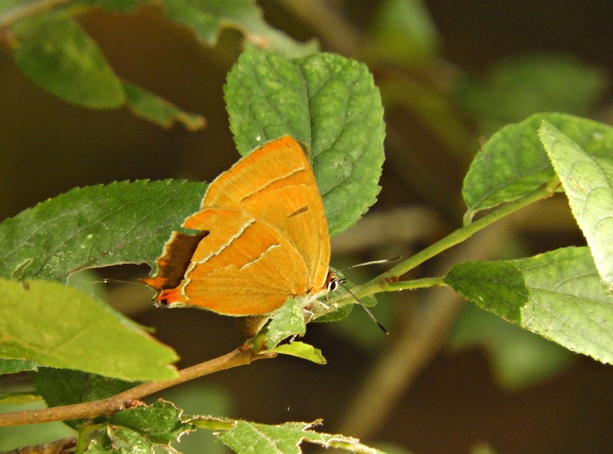 Thecla betulae - nyírfalepke