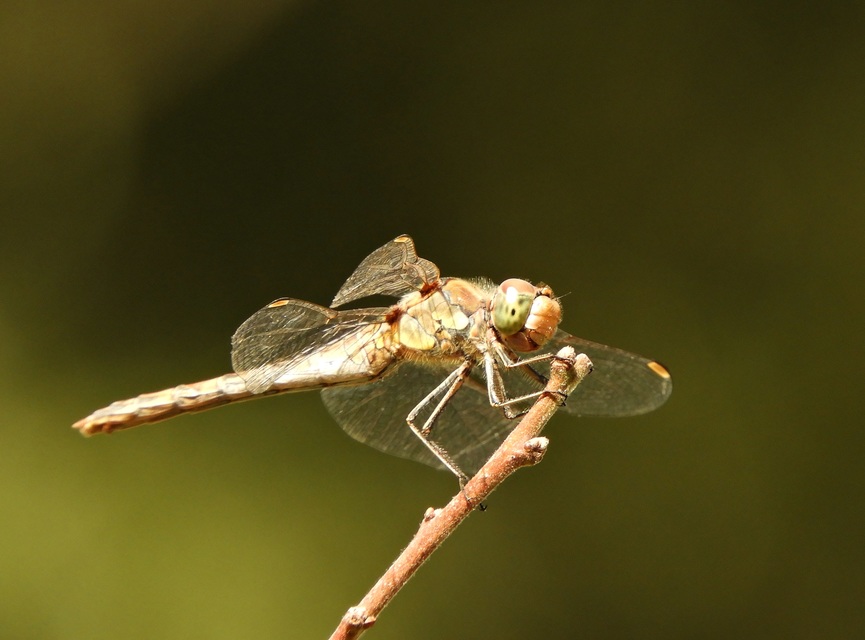 Sympetrum striolatum - harántsávos katona-szitakötő