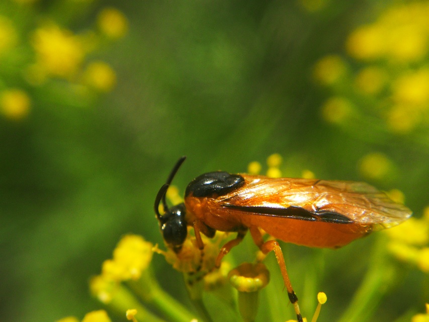 Argidae - botcsápú levéldarazsak