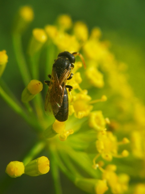 Crabronidae - szitásdarazsak