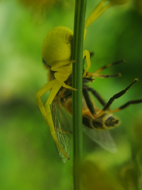 Misumena vatia - viráglakó karolópók