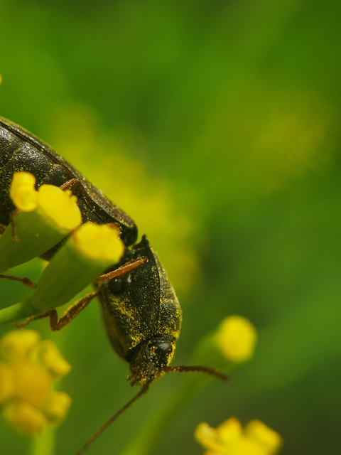 Agriotes ustulatus - mezei pattanó