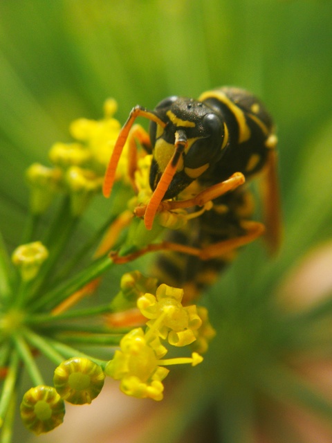 Polistes dominulus - déli papírdarázs