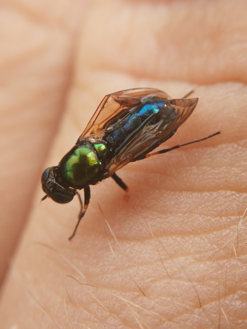 Chloromyia formosa - közönséges fémeslégy