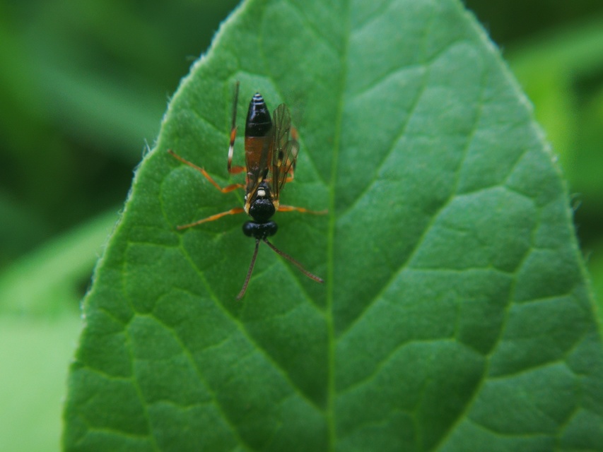 Diplazon laetatorius