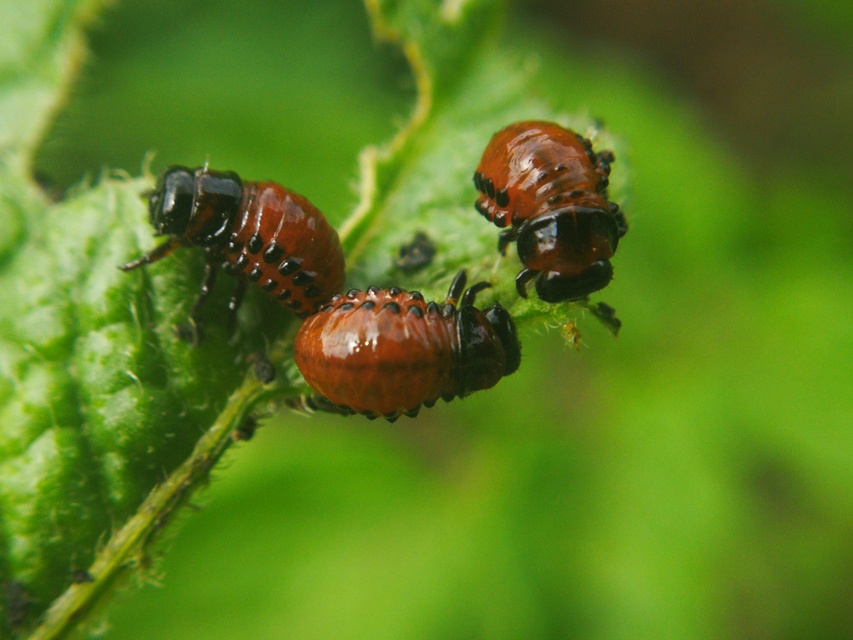 Leptinotarsa decemlineata - burgonyabogár