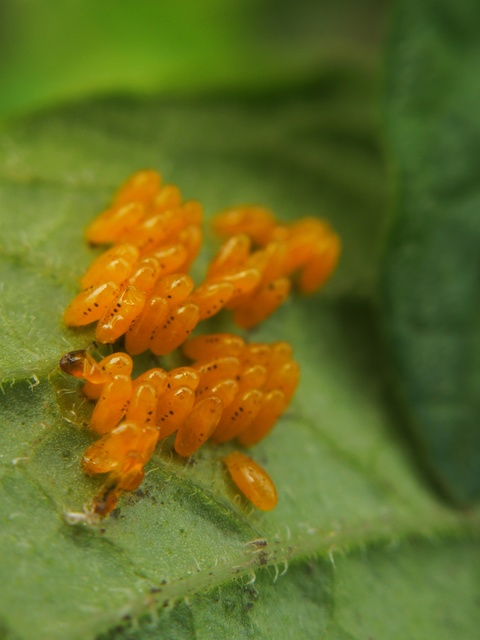 Leptinotarsa decemlineata - burgonyabogár