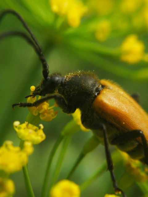 Stictoleptura fulva - vörhenyes virágcincér