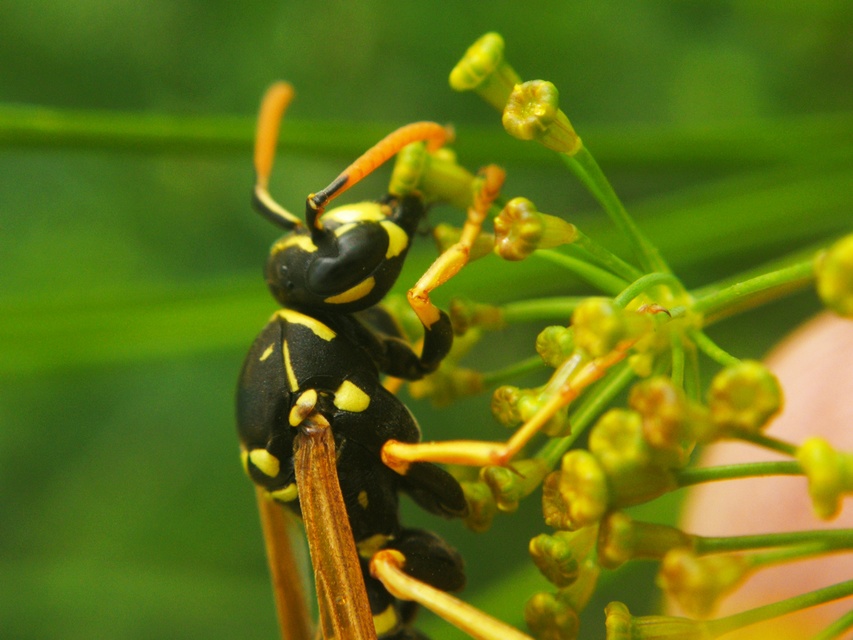 Polistes dominulus - déli papírdarázs