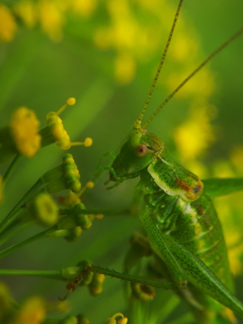 Leptophyes albovittata - közönséges virágszöcske