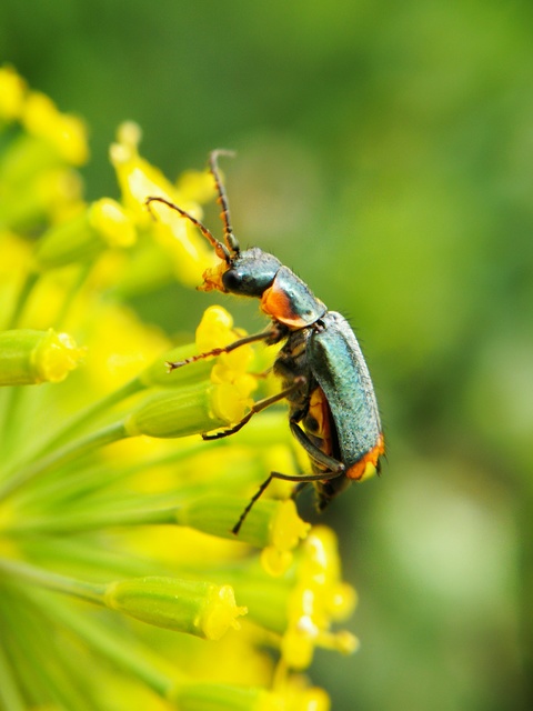 Axinotarsus pulicarius - barnafüggős bibircsesbogár