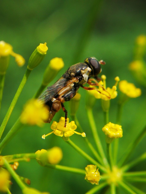 Syritta pipiens - zizegő comboslégy
