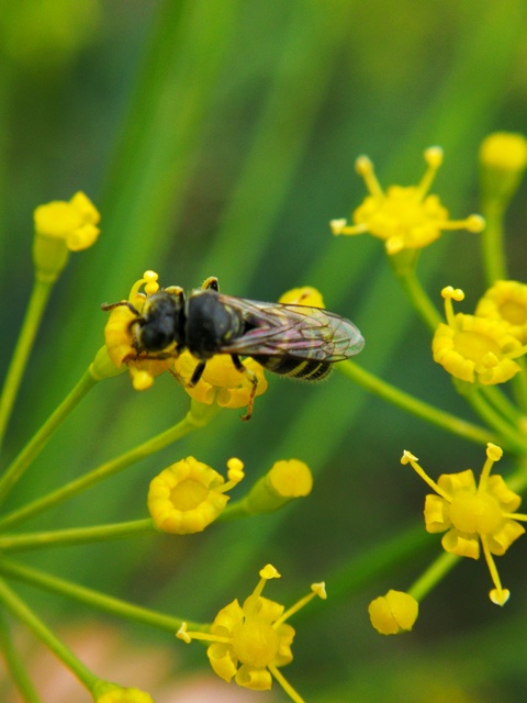 Crabronidae - szitásdarazsak