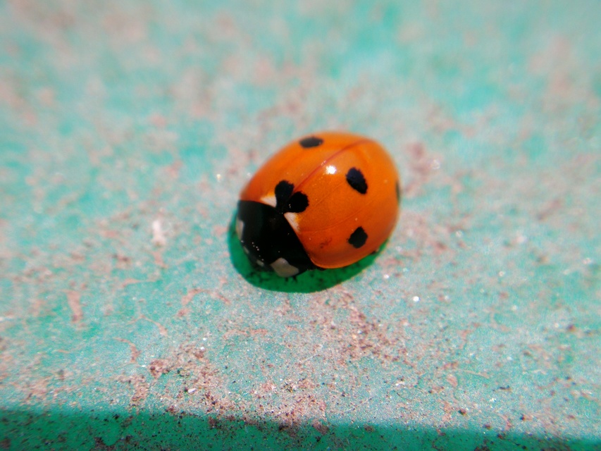 Coccinella septempunctata - hétpettyes katica