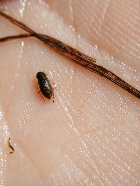 Helophorus