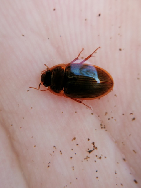 Enochrus testaceus - barna fakócsibor