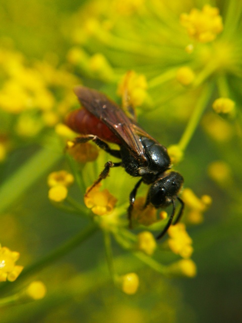 Sphecodes