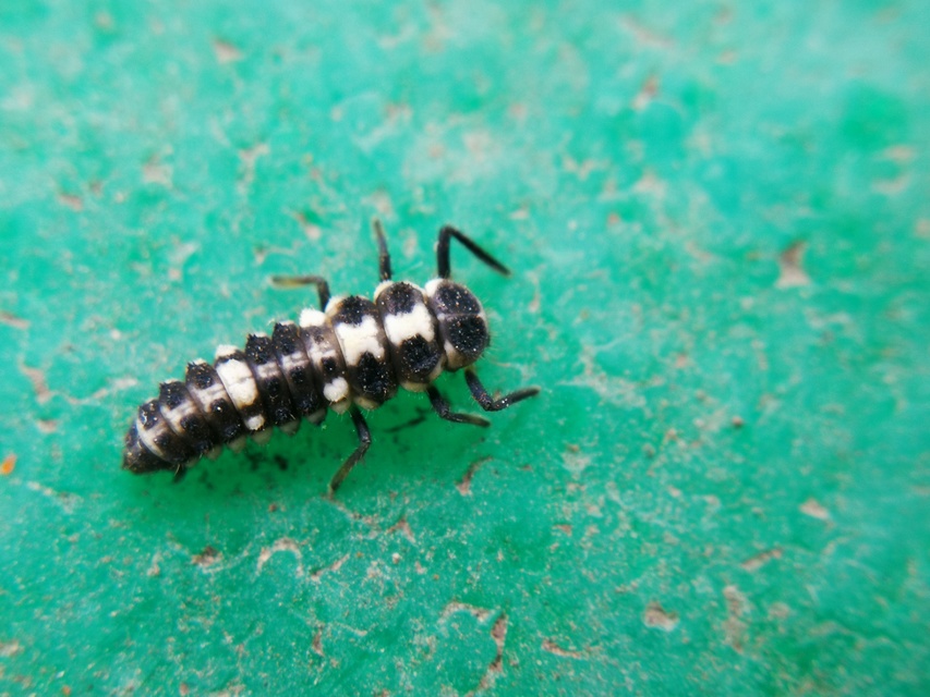 Propylea quatuordecimpunctata - tizennégypettyes füsskata