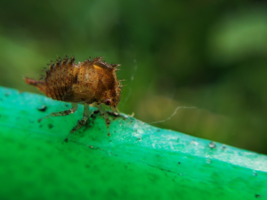 Membracidae - púposkabócák