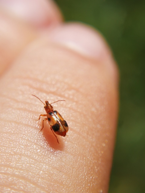 Notoxus monoceros - sárgahasú nyakszarvúbogár
