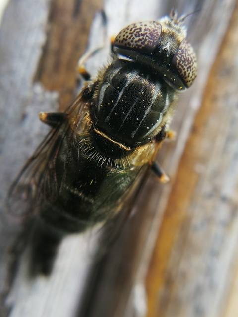 Eristalinus sepulchralis - fekete foltosszeműlégy