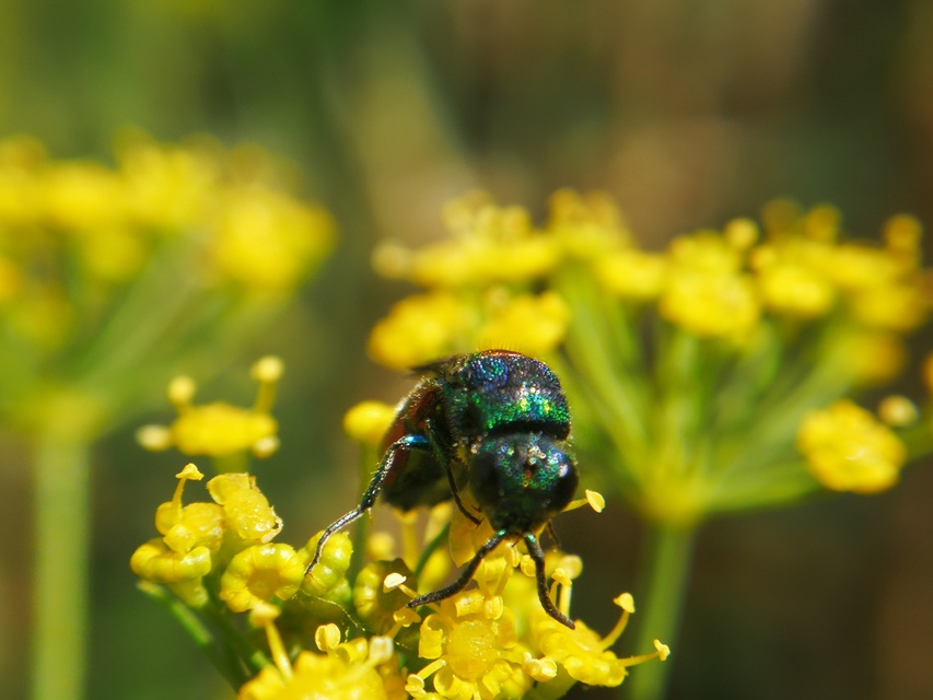 Chrysididae - fémdarazsak