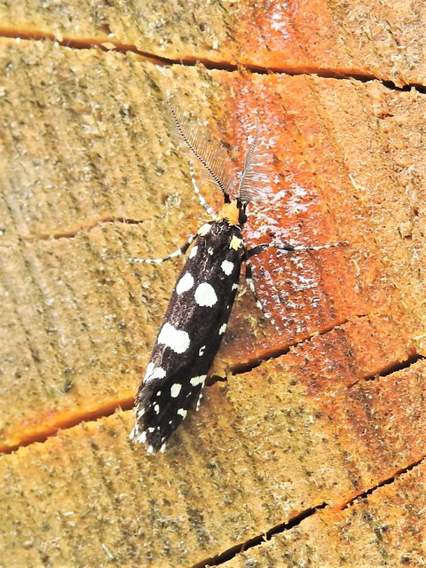 Euplocamus anthracinalis - fésűscsápú korhadékmoly