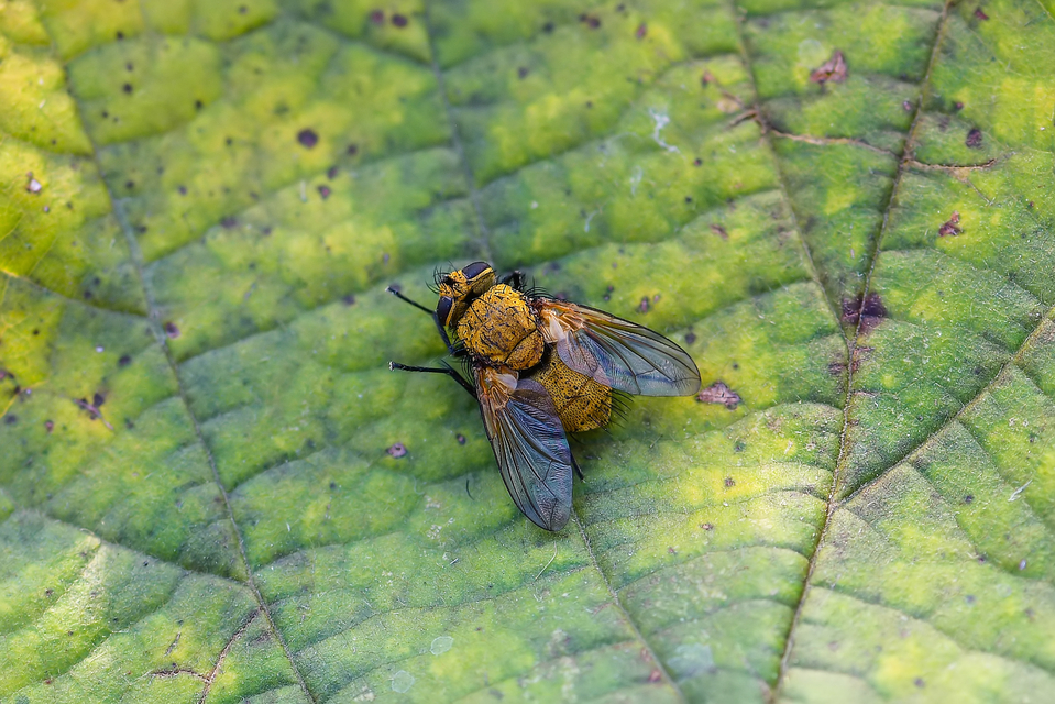 Tachinidae - fürkészlegyek