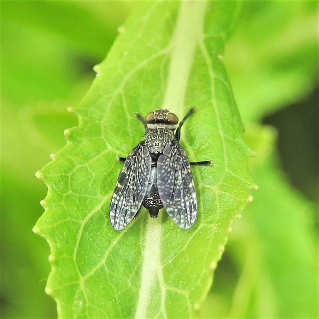 Platystomatidae - laposfejű legyek