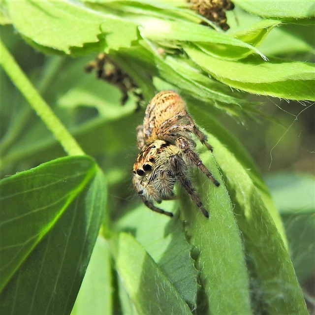Carrhotus xanthogramma - rozsdás ugrópók