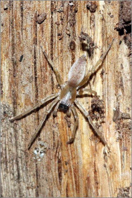 Clubionidae - kalitpókok