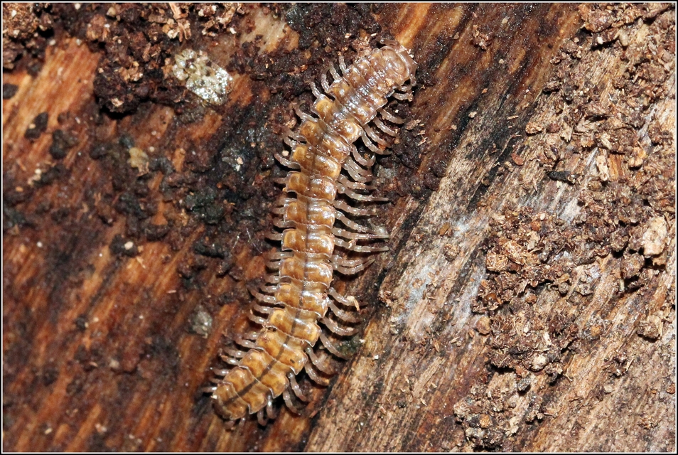Diplopoda - Ikerszelvényesek