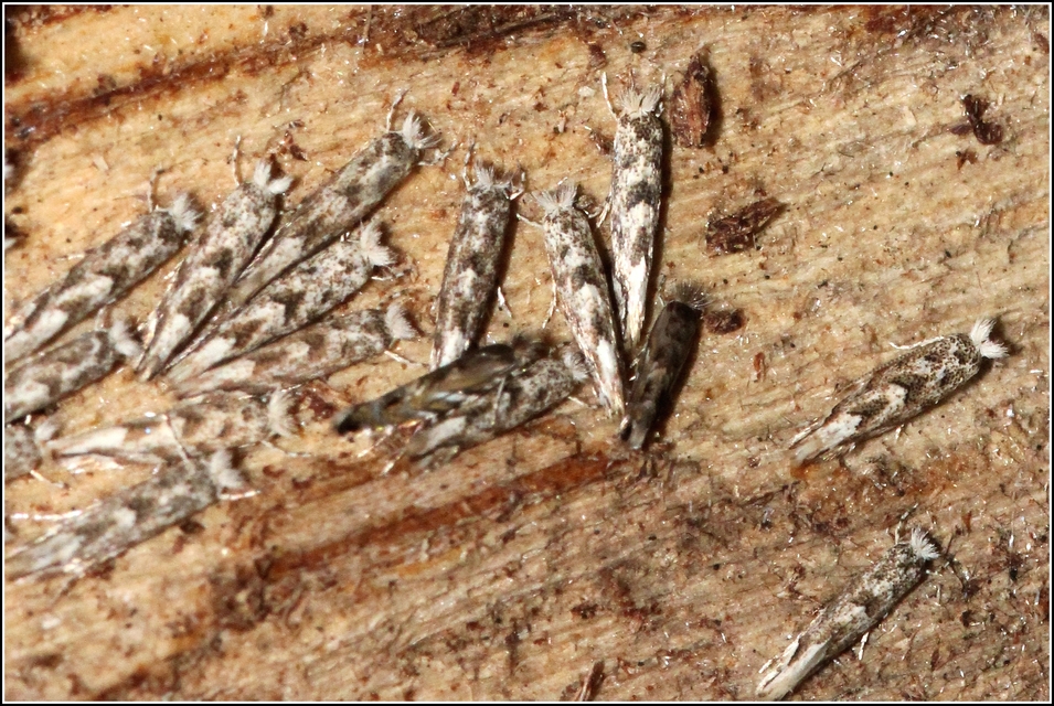 Phyllonorycter comparella - fehérnyár-sátorosmoly