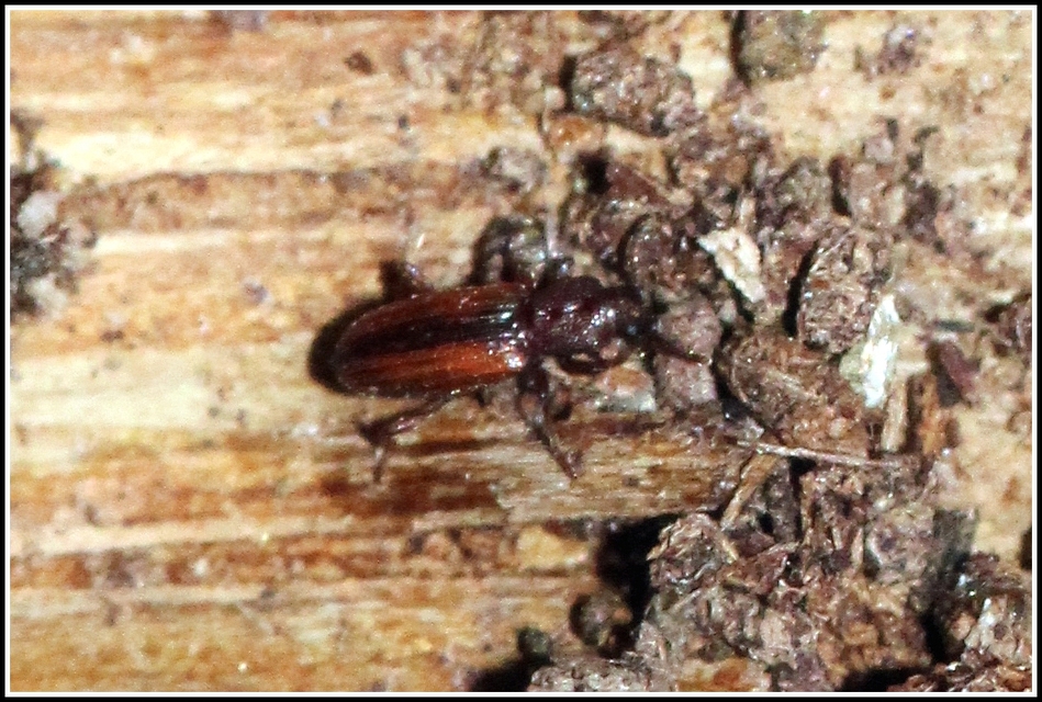 Bothrideres bipunctatus - szívnyakú humuszbogár