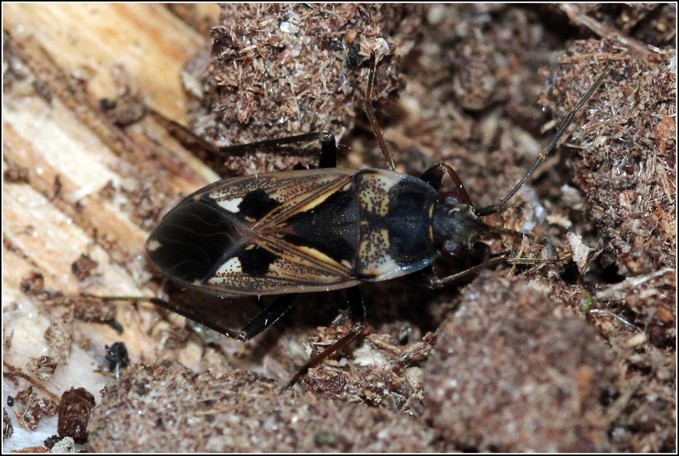 Rhyparochromus vulgaris - közönséges díszesbodobács