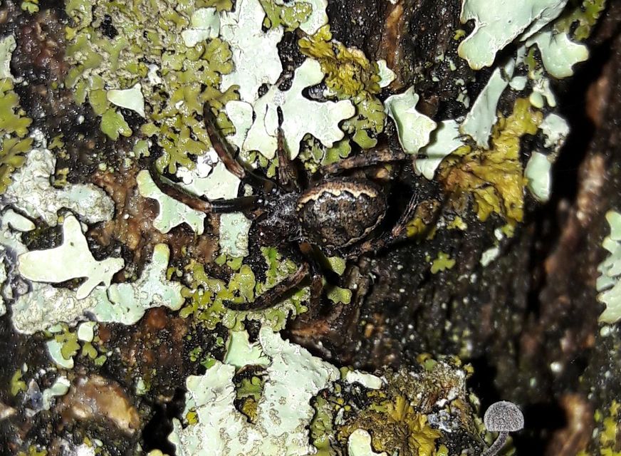 Nuctenea umbratica - közönséges rés-keresztespók