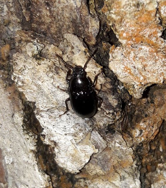 Nalassus dermestoides - rövidszárnyú gyászbogár
