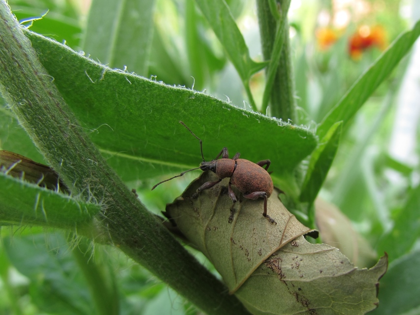 Dodecastichus Dodecastichus