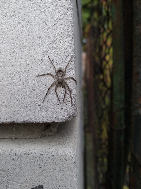 Philodromus poecilus - cifra karolópók