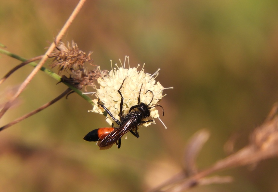 Podalonia